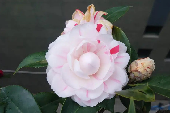 白五茶花能开出几种颜色的花