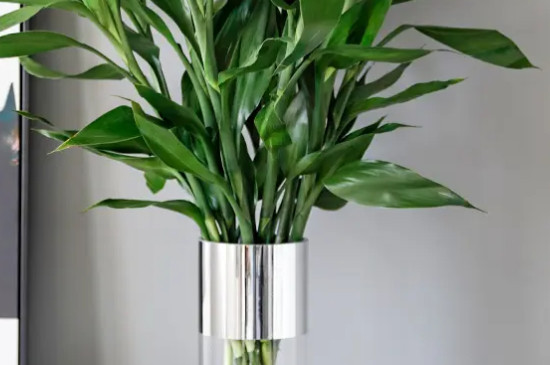 花瓶里养水竹子怎么养