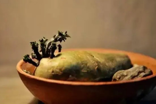 水培土豆的种植方法步骤