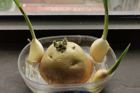 水培土豆的种植方法步骤
