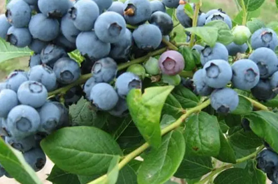 莱克西蓝莓苗适合北方种吗?
