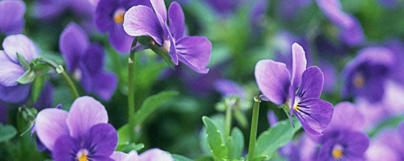 紫罗兰几点开花