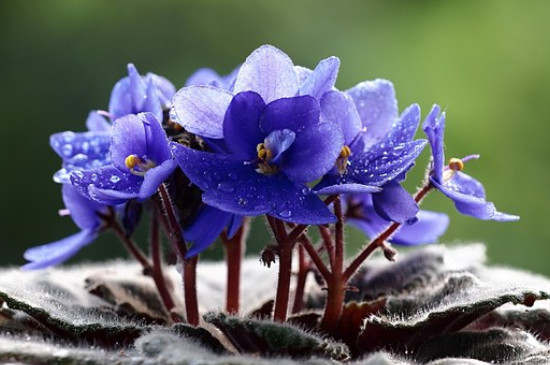 紫罗兰花有几种