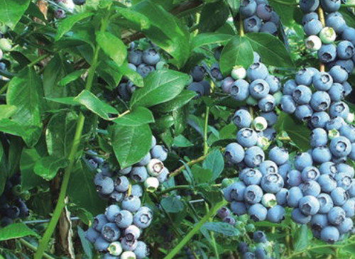适合南方矮丛蓝莓的品种