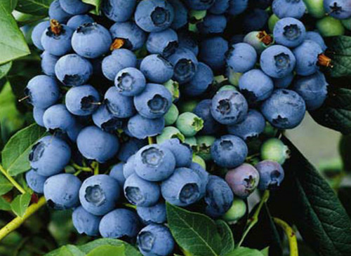 适合南方矮丛蓝莓的品种