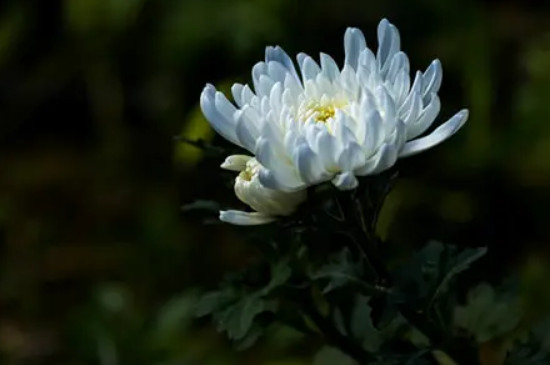 黄白菊花的寓意和象征