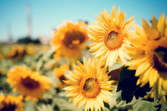 太阳花和向日葵有什么不一样