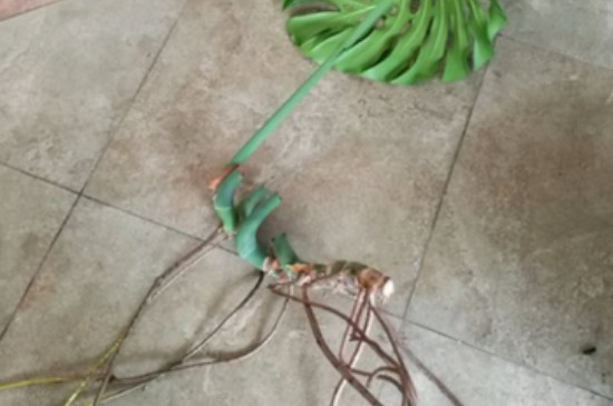 龟背竹的扦插方法