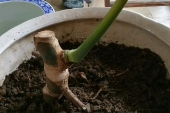 龟背竹的扦插方法