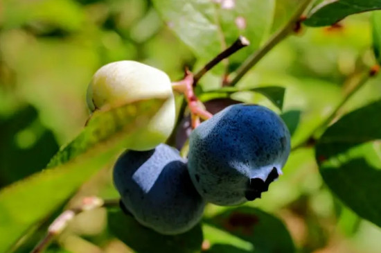 蓝莓耐寒最低多少度