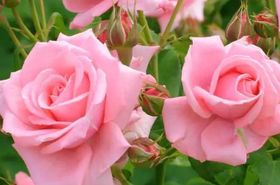 粉色玫瑰代表什么意思