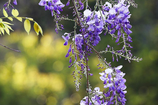 紫藤的花语与寓意是什么