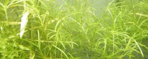 竹节草水草的养殖方法