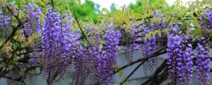 紫藤花有香味吗