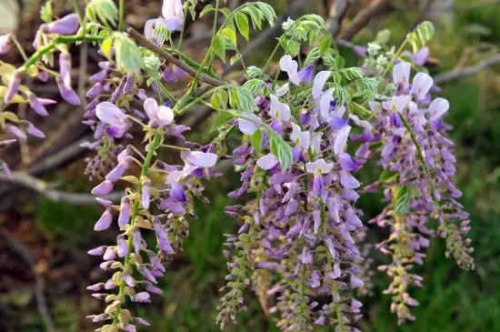 紫藤花有香味吗
