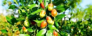 枣树上嫁接葡萄的方法