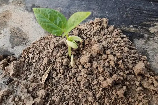 豆角多久发芽
