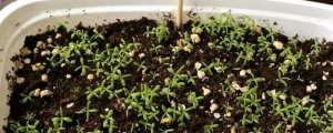 洋甘菊种子的种植方法