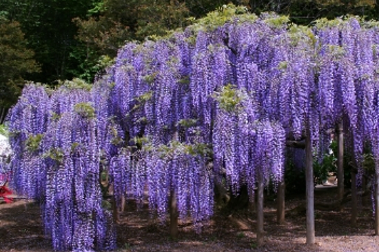 紫藤的花语和象征