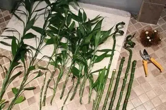 水培富贵竹可以土养吗