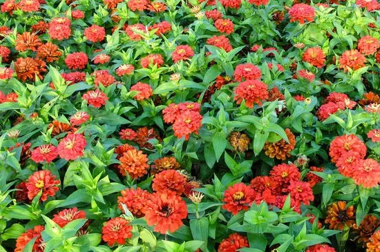 红花的种植时间和方法