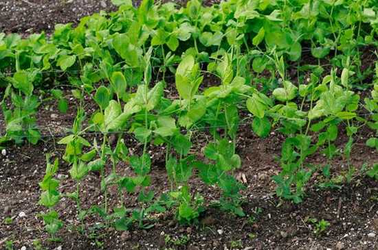 豌豆发芽了怎么种植