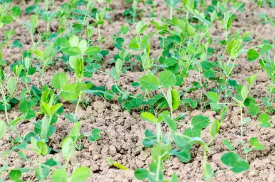 豌豆发芽了怎么种植