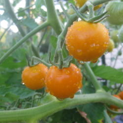 番茄品种怎么看，家庭里养番茄如何避免害虫(番茄种子育苗方法)