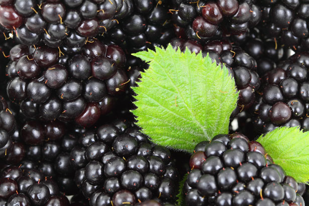 什么季节适合栽培黑莓，黑莓种植和护理的方法有哪些(草莓什么时候种植最好)