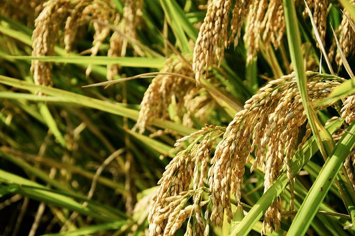 2022年湖南晚稻什么时候收割？晚稻好吃还是早稻好吃？(早稻米和晚稻米的区别)