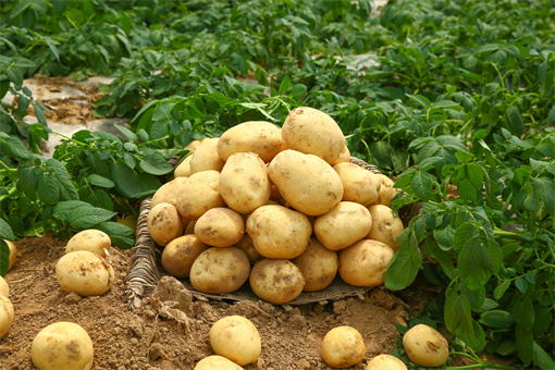 今天土豆的价格是多少钱一斤？随着最新的市场趋势！(内蒙土豆批发多少钱一斤)