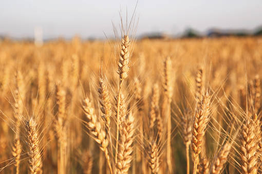 武农988小麦品种介绍：其特点是什么？什么地区适合种植？(水稻种子十大品种)