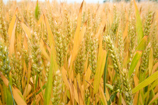 鲁原502小麦品种介绍-摄图网