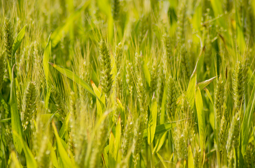 2022年马兰1号小麦品种产量多少？有什么特点？(小麦品种排名)