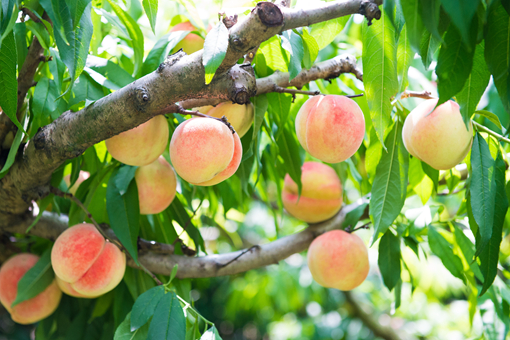 桃子的品种有哪些，水蜜桃黄桃毛桃有什么不同(水蜜桃饮料图片)