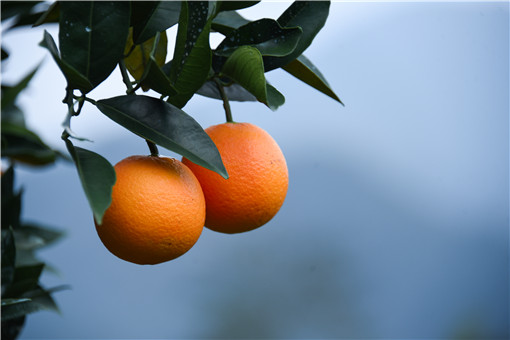 种植脐橙收益怎么样-摄图网