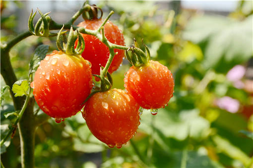 夏天种植番茄赚钱