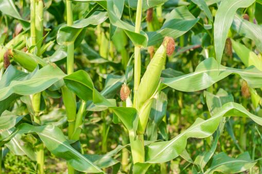 玉米大豆适合什么季节种植，有哪些栽培条件(玉米种植技术与管理)