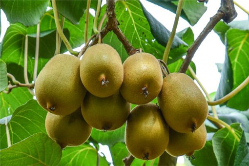 什么季节适合栽培猕猴桃，猕猴桃种植和播种的方法有哪些(猕猴桃怎么种植方法和管理)
