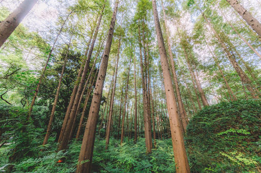 红豆杉养殖方法有哪些，什么季节适合栽培红豆杉(红豆杉树苗怎么栽培)