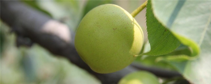 什么季节适合栽培梨，梨种植和播种的方法有哪些(香椿树苗栽培技术怎么种植)
