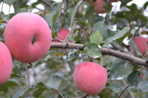 什么季节适合栽培红肉苹果，红肉苹果种植和播种的方法有哪些(红肉苹果树苗价格)