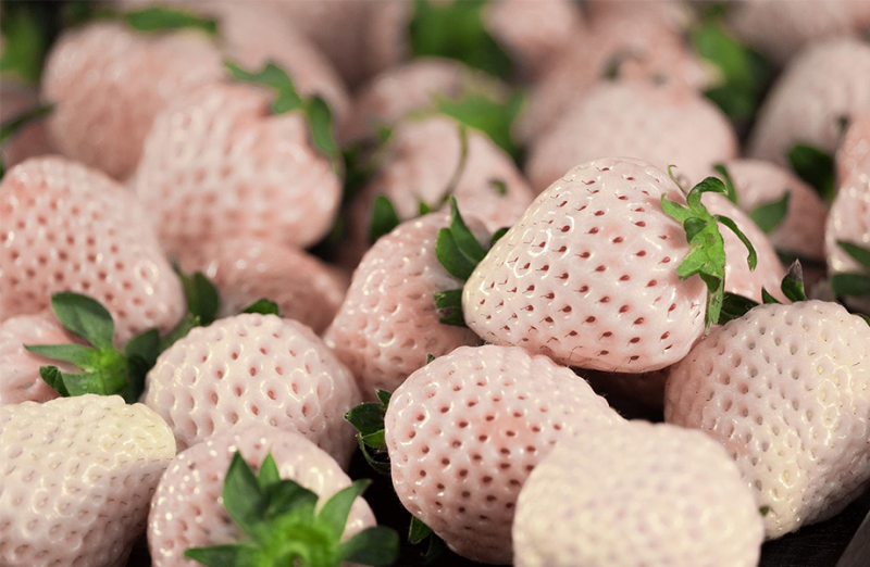 夢幻頂級水果5種必知的白色草莓- 世界高級品LuxuryWatcher