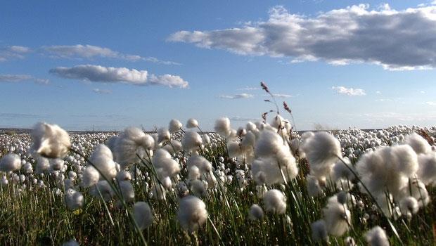 棉花是世上最「毒」的作物？三撇步教你挑選有機棉-iHealth愛健康-良醫健康網