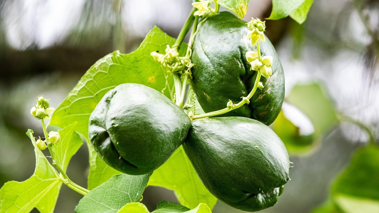 最好是选择健壮的佛手瓜做种瓜，因它自带养分，免去了施肥的麻烦。（图片：pixabay）