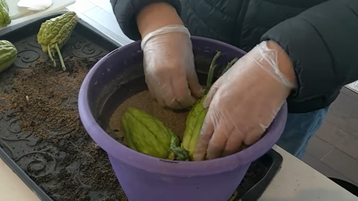 在一个花盆里平放，大约可以放三颗佛手瓜，放好后上面再撒一层沙子。(图片： Andy花园医生李老师)