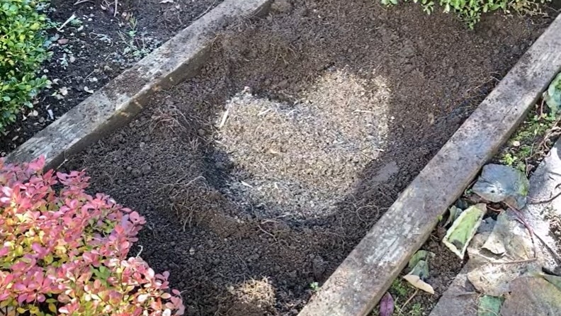 落叶堆肥制作腐叶土，肥效利用高，明年见惊喜(挖腐叶土的最佳方法)