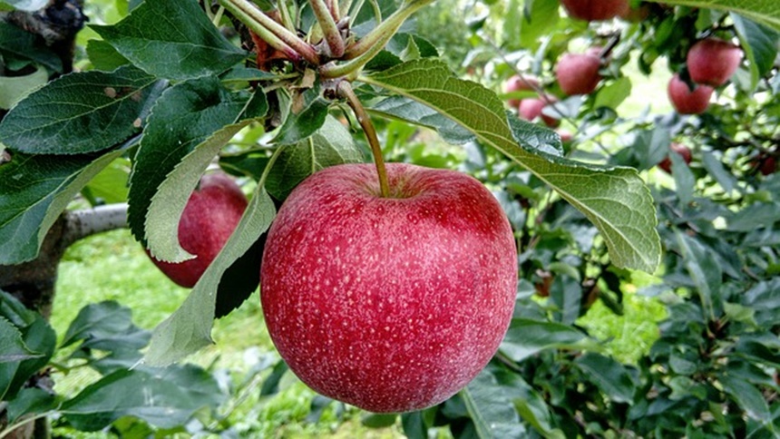 苹果树 （Pixabay）