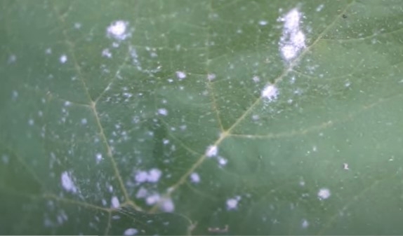 白粉病是一种植物常见的真菌性病害，由不同种类的白粉病原菌引起，植物受其感染之后，其叶片及枝条上会产生白色粉末状的斑点。（花园医生李老师视频截图）