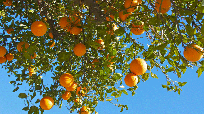 橘子（图片：pixabay）